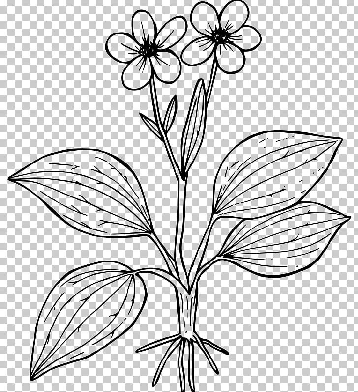 Ranunculus Glaberrimus Coloring Book Flower Worksheet Plant PNG, Clipart, Artwork, Black And White, Branch, Buttercup, Child Free PNG Download