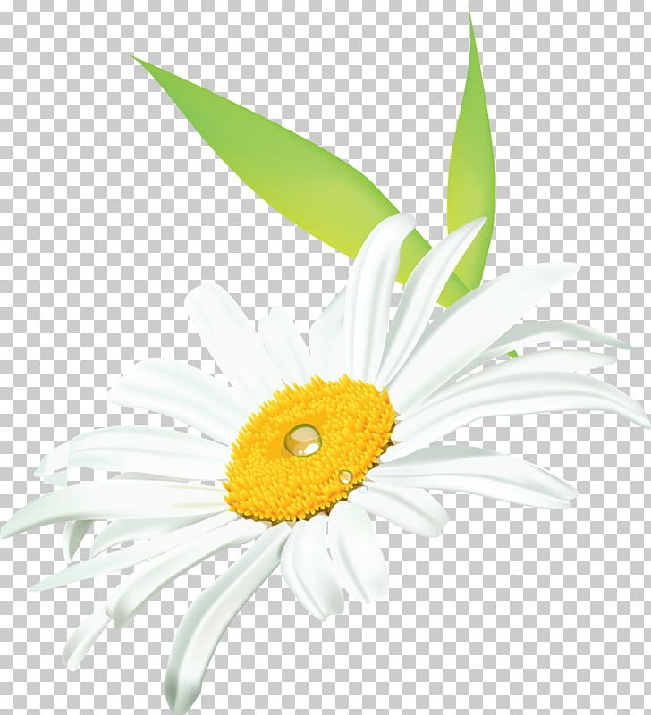 German Chamomile Tripleurospermum PNG, Clipart, Camomile, Chamomile, Cut Flowers, Daisy, Daisy Family Free PNG Download