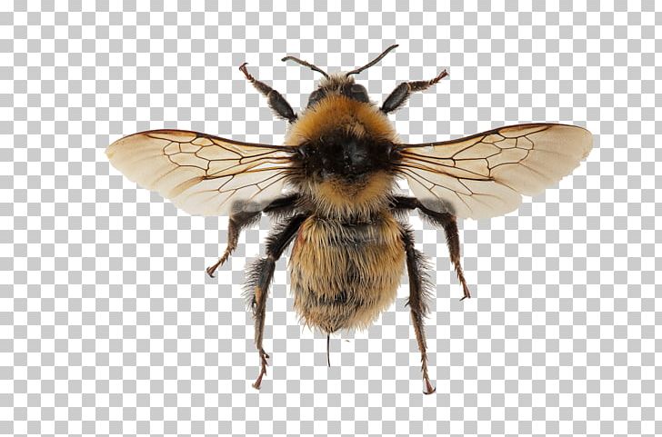 Honey Bee Spider Bombus Distinguendus Tarantula Brachypelma Hamorii PNG, Clipart,  Free PNG Download