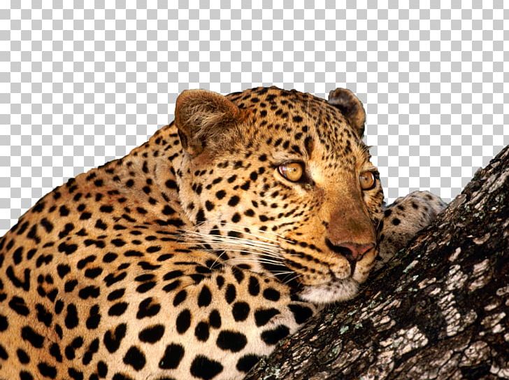 Leopard Big Cat PNG, Clipart, Alpine, Alpine Overlord, Animals, Big Cat, Big Cats Free PNG Download