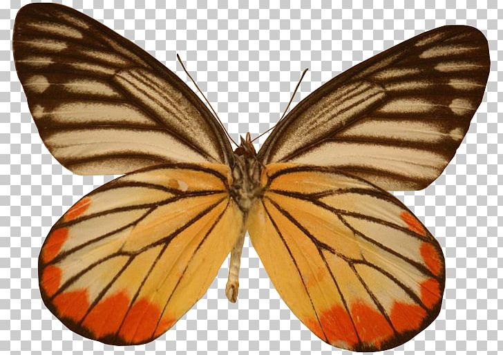 Monarch Butterfly Colias Lycaenidae Moth PNG, Clipart, Animal, Arthropod, Brush Footed Butterfly, Butterflies And Moths, Butterfly Free PNG Download