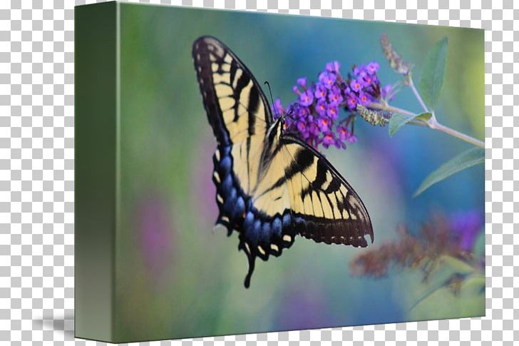 Monarch Butterfly Gallery Wrap Brush-footed Butterflies Eastern Tiger Swallowtail PNG, Clipart, Art, Brush Footed Butterfly, Butterfly, Canvas, Eastern Tiger Swallowtail Free PNG Download