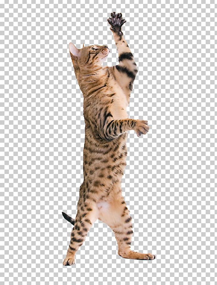 Toyger Bengal Cat California Spangled Sokoke Kitten PNG, Clipart, Bengal, Bengal Cat, California Spangled, Carnivoran, Cat Free PNG Download