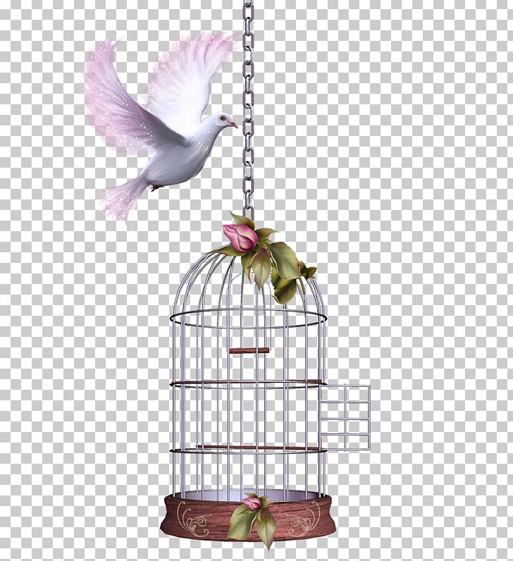 Cage Bird PNG, Clipart, Animals, Bird, Birdcage, Bird Supply, Cage Free PNG Download
