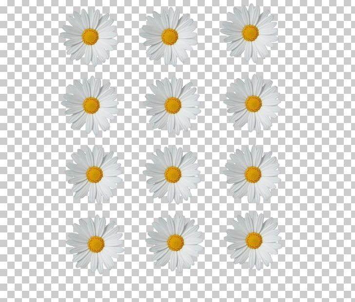 Common Daisy White Computer Software PNG, Clipart, Chamaemelum Nobile, Chrysanths, Color, Common Daisy, Computer Icons Free PNG Download