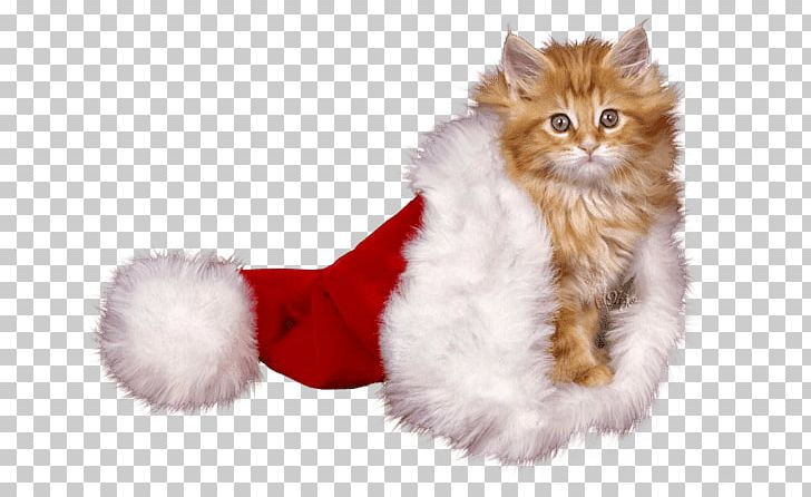 Kitten Christmas Whiskers Cat Mrs. Claus PNG, Clipart, Carnivoran, Cat, Cat Like Mammal, Child, Christmas Free PNG Download