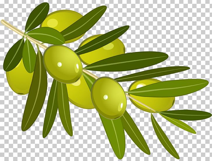 Olive Branch Olive Oil PNG, Clipart, Drawing, Flowering Plant, Food, Food Drinks, Fruit Free PNG Download