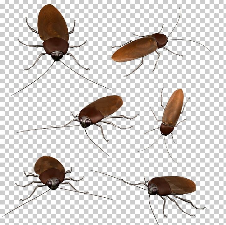 Cockroach Insect Blattidae PNG, Clipart, Animals, Arthropod, Beetle, Blattodea, Download Free PNG Download