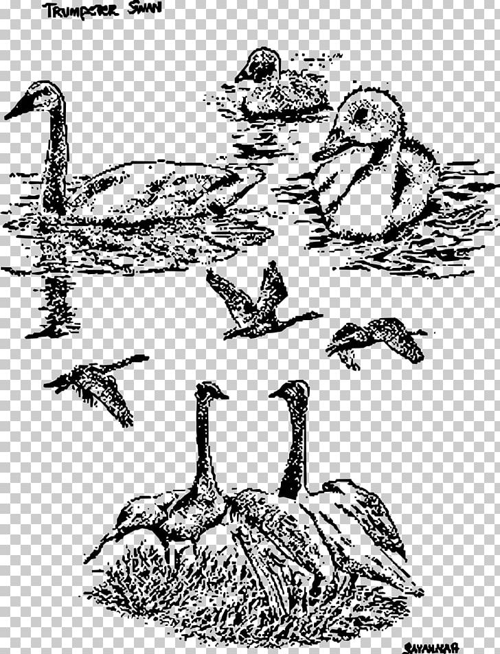 Goose Duck Cygnini Drawing Bird PNG, Clipart, Animals, Art, Beak, Bird, Black And White Free PNG Download