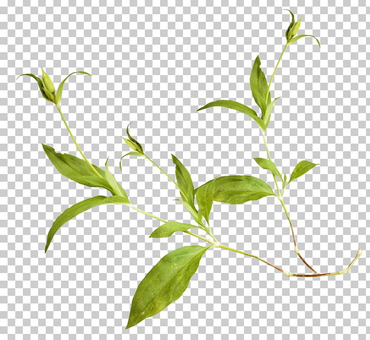 Leaf PNG, Clipart, Branch, Digital Image, Encapsulated Postscript, Flower, Flowering Plant Free PNG Download