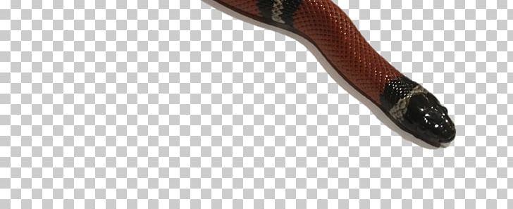 Shoe Product Design PNG, Clipart, Crested Gecko, Shoe Free PNG Download
