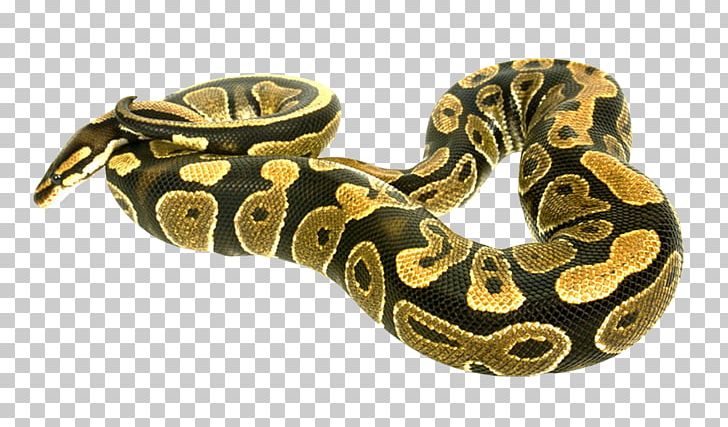 Snake Boa Constrictor PNG, Clipart, Animal, Animals, Bite, Boas, Brass Free PNG Download