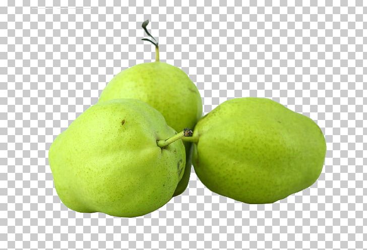 Asian Pear Pyrus Nivalis European Pear Fruit PNG, Clipart, Asian Pear, Background Green, Citrus, Early, Early Pear Free PNG Download