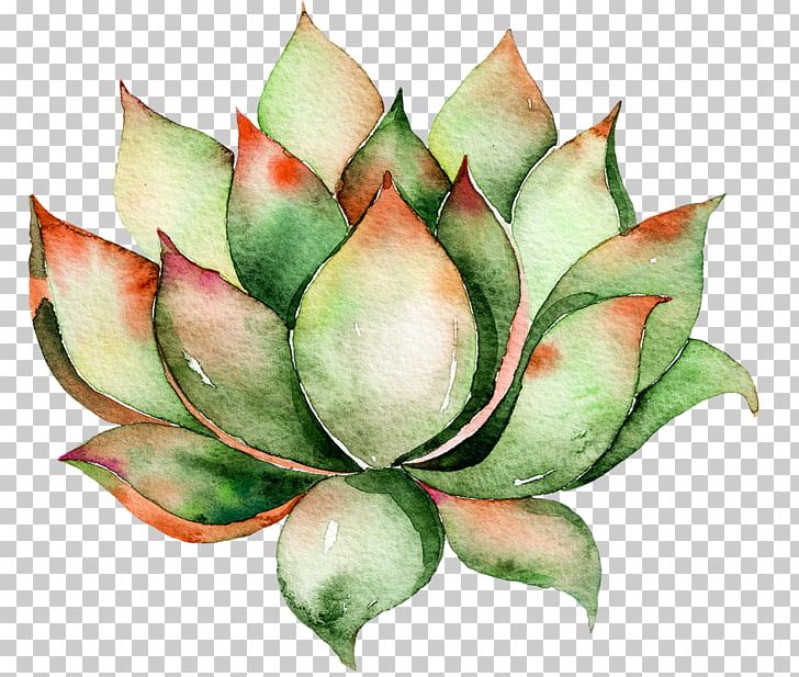 Cactaceae Wall Decal Succulent Plant Watercolor Painting PNG, Clipart, Art, Art Museum, Botanical Illustration, Bud, Canvas Print Free PNG Download