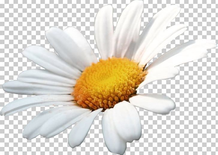 German Chamomile Flower Oxeye Daisy Daisy Family PNG, Clipart, Aster, Camomile, Chamaemelum Nobile, Chrysanths, Common Daisy Free PNG Download