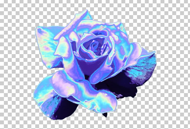 Blue Rose Garden Roses Rainbow Rose Cut Flowers PNG, Clipart, Blue, Blue Rose, Cobalt Blue, Cut Flowers, Electric Blue Free PNG Download