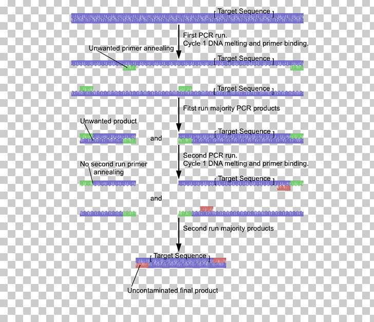 Nested Polymerase Chain Reaction DNA Polymerase Primer PNG, Clipart, Angle, Area, Diagram, Dna, Dna Polymerase Free PNG Download