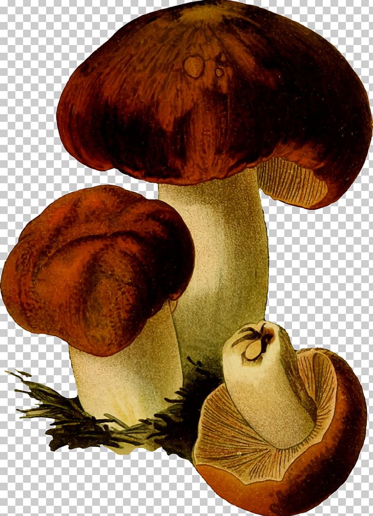 Edible Mushroom Fungus PNG, Clipart, Agaricaceae, Agaricomycetes, Agaricus, Clip Art, Common Mushroom Free PNG Download