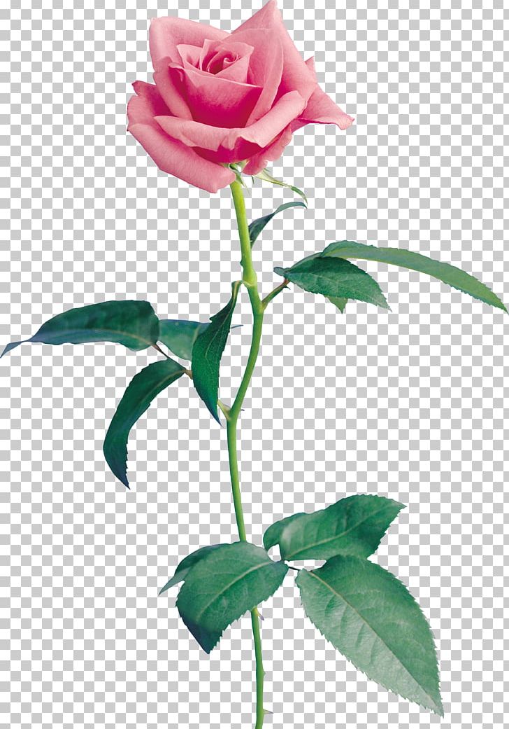 Garden Roses Cut Flowers Petal Beach Rose PNG, Clipart, Beach Rose, Bud, Centifolia Roses, China Rose, Cut Flowers Free PNG Download