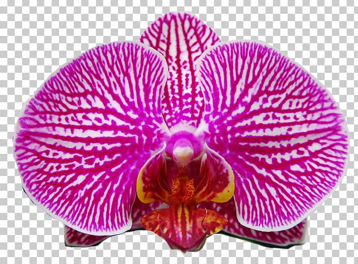 Moth Orchids Pink M PNG, Clipart, Flower, Flowering Plant, Magenta, Moth Orchid, Moth Orchids Free PNG Download