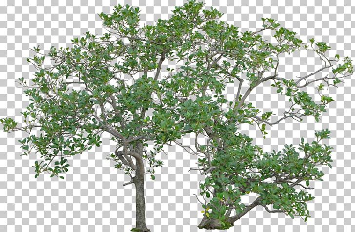 Tree Woody Plant Shrub PNG, Clipart, Branch, Color Model, Fundal, Garden, Greening Free PNG Download