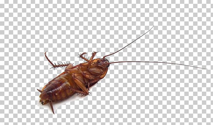 Cockroach Insect Mosquito Pest Garden PNG, Clipart, Animals, Arthropod, Cockroach, Cricket, Earwig Free PNG Download