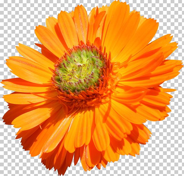 Flower Transvaal Daisy Orange Common Daisy Stock Photography PNG, Clipart, Annual Plant, Blanket Flowers, Calendula, Chrysanthemum, Chrysanths Free PNG Download
