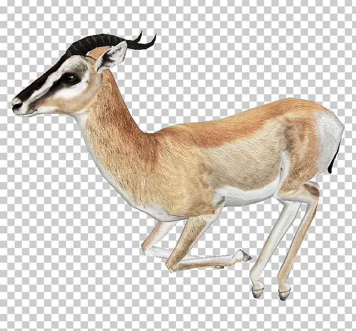 Springbok Impala Antelope PNG, Clipart, Animals, Antelope, Arabian Gazelle, Cow Goat Family, Deer Free PNG Download