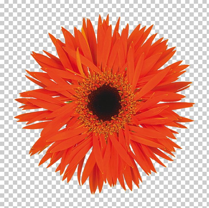 Transvaal Daisy Loyalty Business Model Loyalty Program Floristry Retail PNG, Clipart, Business, Business Model, Common Sunflower, Customer, Cut Flowers Free PNG Download