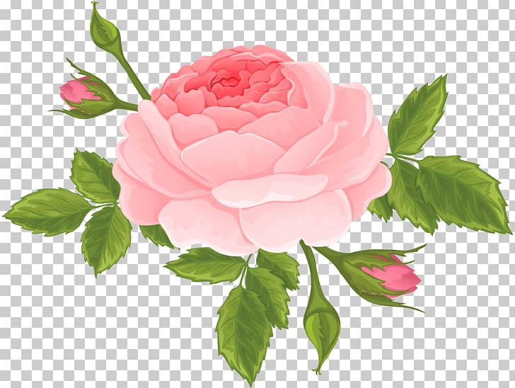 Garden Roses Flower Centifolia Roses Rosa Chinensis PNG, Clipart, Bud, Centifolia Roses, China Rose, Cut Flowers, Floral Design Free PNG Download