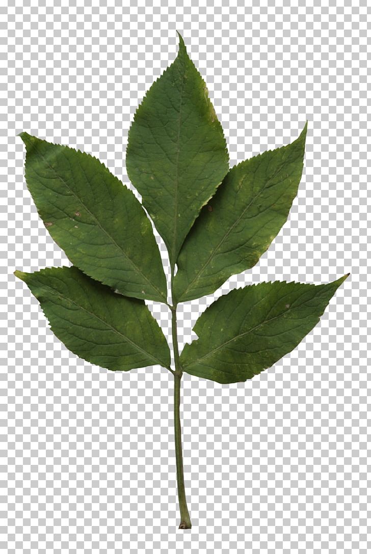 Marijuana Cannabis Sativa Différence Plant Stem PNG, Clipart, Alpha, Cannabis, Cannabis Sativa, Cut Out, Difference Free PNG Download