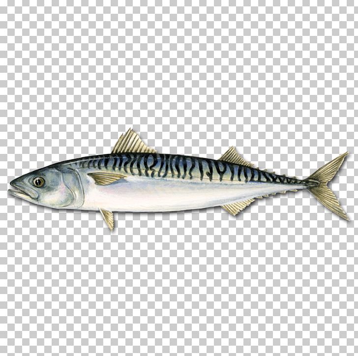Atlantic Mackerel Pelagic Fish Atlantic Bluefin Tuna PNG, Clipart, Anchovy, Animals, Atlantic Horse Mackerel, Avatar, Bonito Free PNG Download