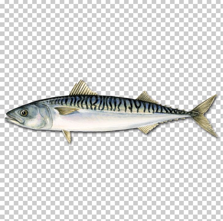 Atlantic Mackerel Pelagic Fish Atlantic Bluefin Tuna Png Clipart Anchovy Animals Atlantic Horse Mackerel Avatar Bonito