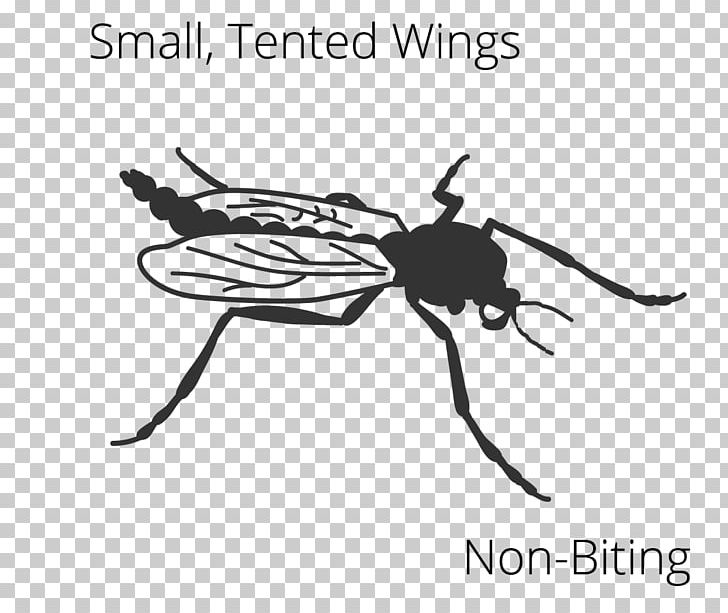 Mosquito Insect Wing Fly PNG, Clipart, Arthropod, Black And White, Cartoon, Chironomidae, Fish Free PNG Download