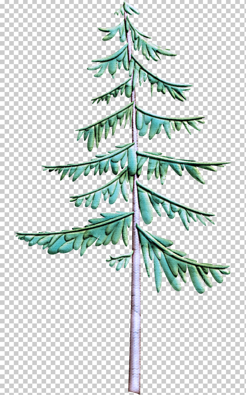 White Pine Tree Yellow Fir Shortleaf Black Spruce Colorado Spruce PNG, Clipart, Colorado Spruce, Green, Jack Pine, Leaf, Oregon Pine Free PNG Download