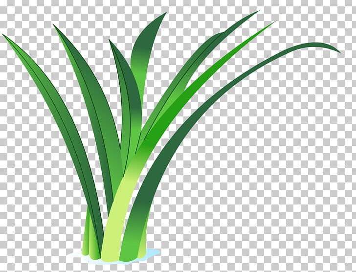 Arecaceae Grasses Flowerpot Plant Stem PNG, Clipart, Arecaceae, Family, Flower, Flowerpot, Grass Free PNG Download