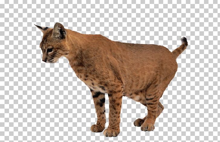 Leopard Lynx Cheetah Tiger Cygnini PNG, Clipart, Animal, Animals, Big Cat, Biological, Bobcat Free PNG Download