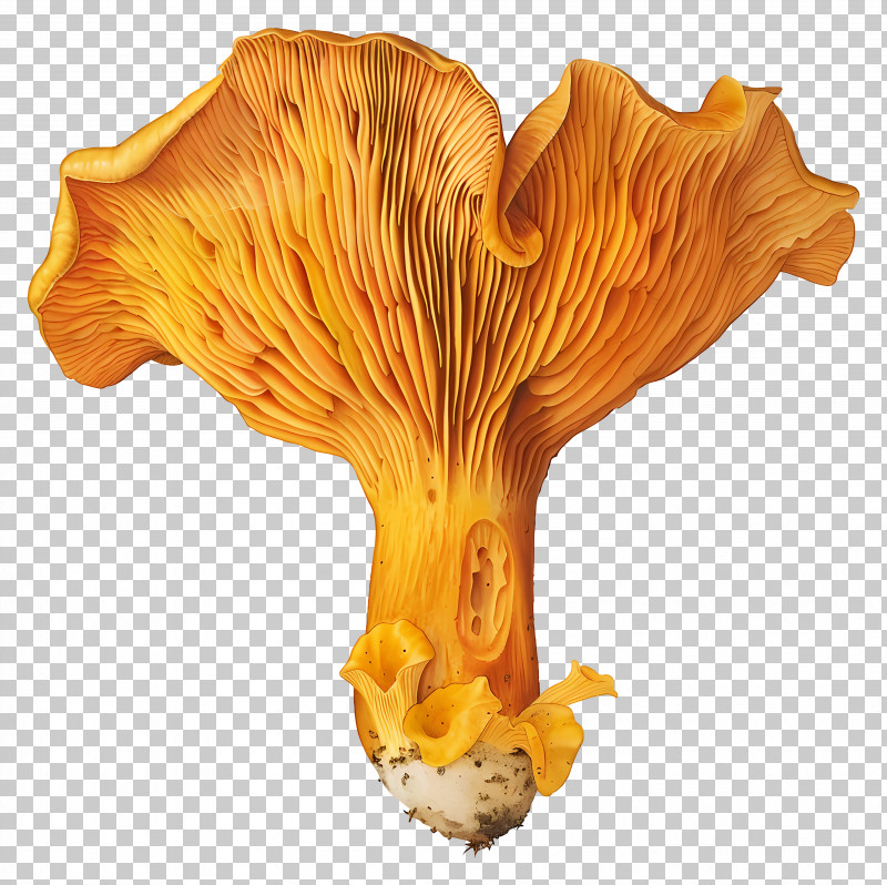 Chanterelle Mushroom - Golden Chanterelle Mushroom PNG