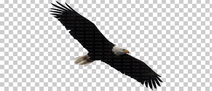 Bald Eagle White-tailed Eagle Bird PNG, Clipart,  Free PNG Download