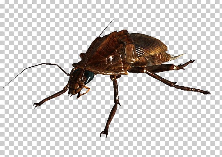 Fallout: New Vegas Fallout 4 Fallout 3 Fallout Tactics: Brotherhood Of Steel Wiki PNG, Clipart, Arthropod, Beetle, Bomb, Cockroach, Concept Art Free PNG Download