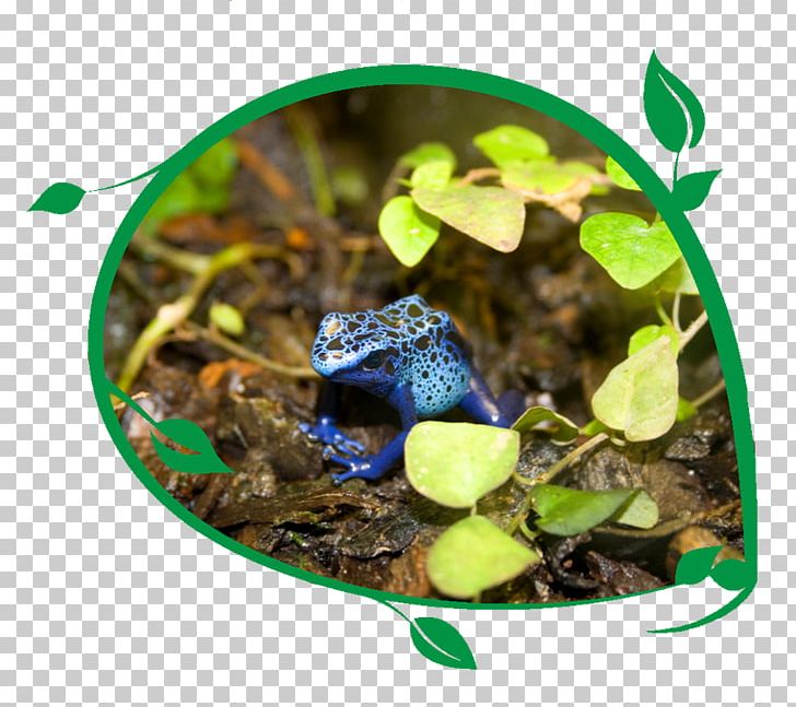 Frog Stock Photography PNG, Clipart,  Free PNG Download