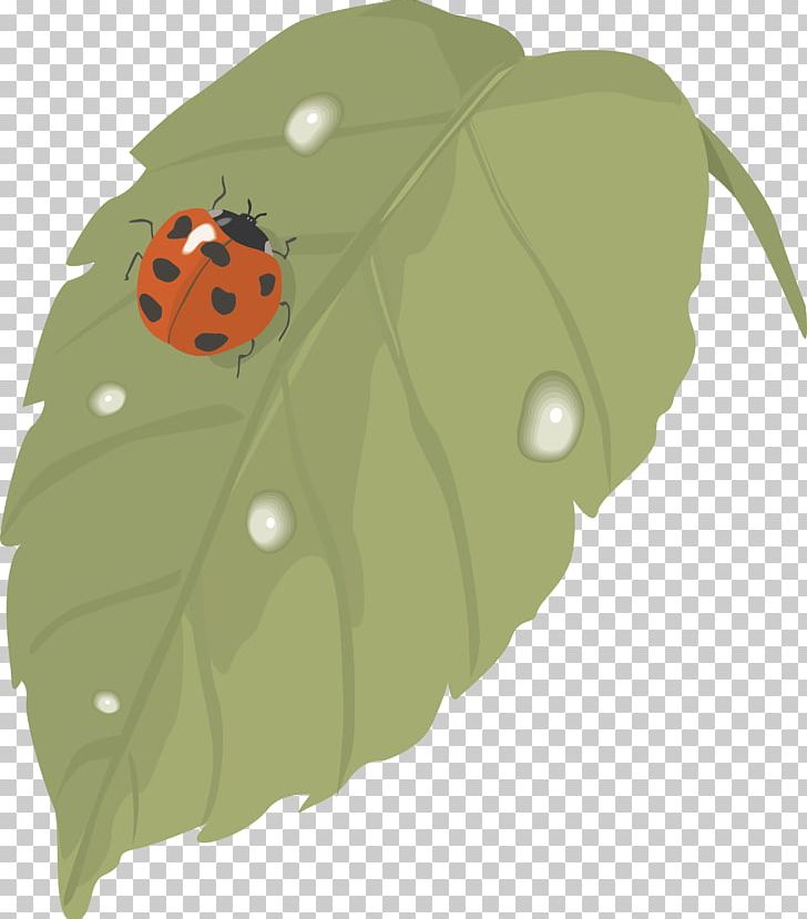 Ladybird Beetle Bokförlag Leaf Publishing PNG, Clipart, Beetle, Book, Cellulose, Green, Insect Free PNG Download