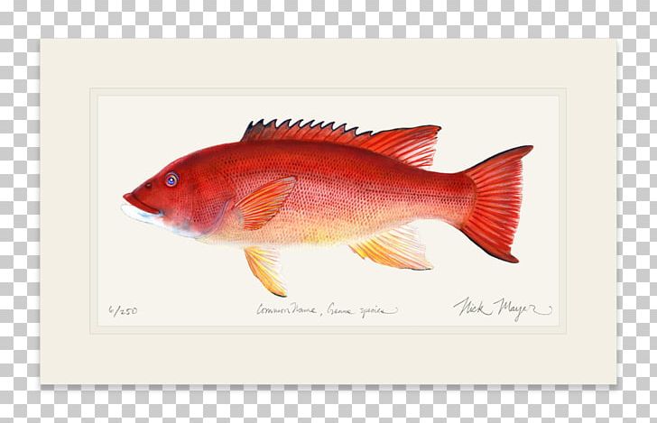 Northern Red Snapper Fish Products PNG, Clipart, Animals, California Sheephead, Fauna, Fish, Fish Products Free PNG Download
