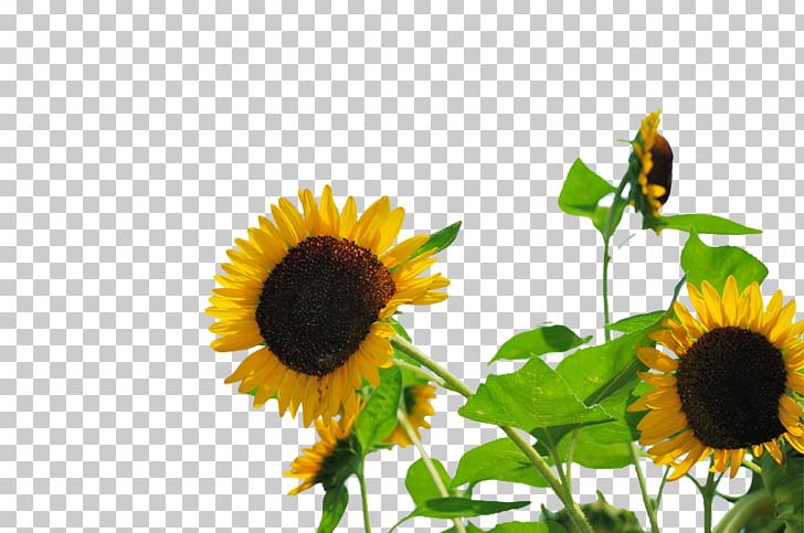 Common Sunflower Publicity PNG, Clipart, Advertising, Computer Wallpaper, Daisy Family, Flower, Flowers Free PNG Download