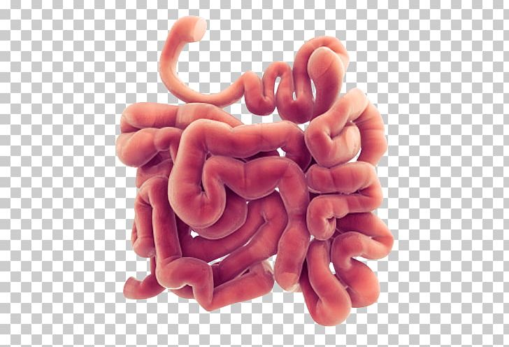 Gastrointestinal Tract Small Intestine Large Intestine Apparato Digerente PNG, Clipart, Apparato Digerente, Brain, Clip Art, Diagram, Digestion Free PNG Download