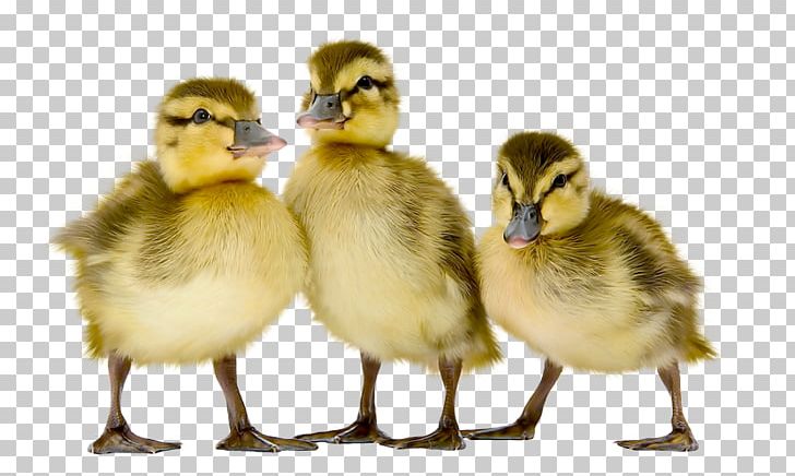 Mallard Goose Duck Fauna Beak PNG, Clipart, Animals, Beak, Bird, Duck, Duckling Free PNG Download