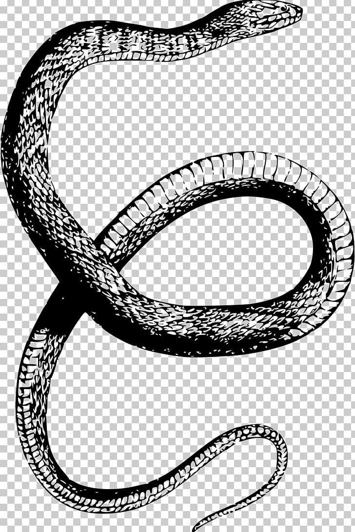 Snake Drawing PNG, Clipart, Animals, Banded Water Snake, Black And White, Body Jewelry, Circle Free PNG Download