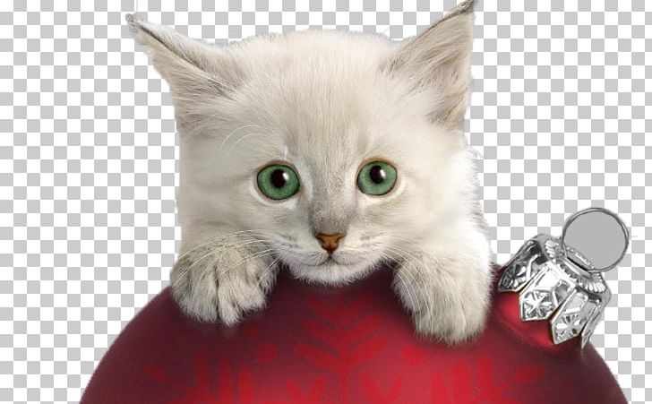 Christmas Cat Kitten PNG, Clipart, Animal, Animals, British Semi Longhair, Burmilla, Carnivoran Free PNG Download