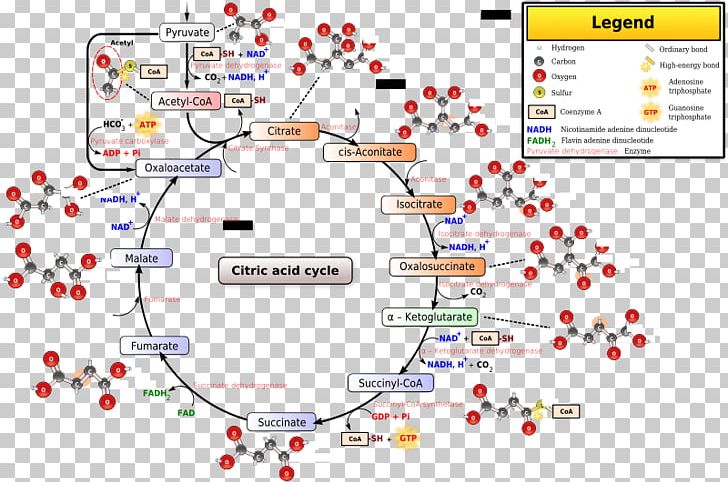 Citric Acid Cycle Tricarboxylic Acid Acetyl-CoA Cellular Respiration PNG, Clipart, Acetylcoa, Acid, Aconitic Acid, Adenosine Triphosphate, Area Free PNG Download