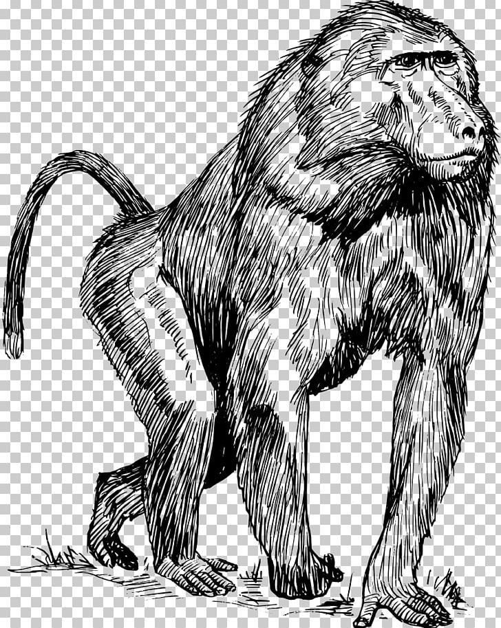 Mandrill Hamadryas Baboon Drawing Primate PNG, Clipart, Animal, Animals, Art, Baboon, Baboons Free PNG Download